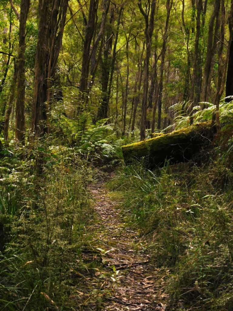 East Tyers Walking Track: | The Ultralight Hiker