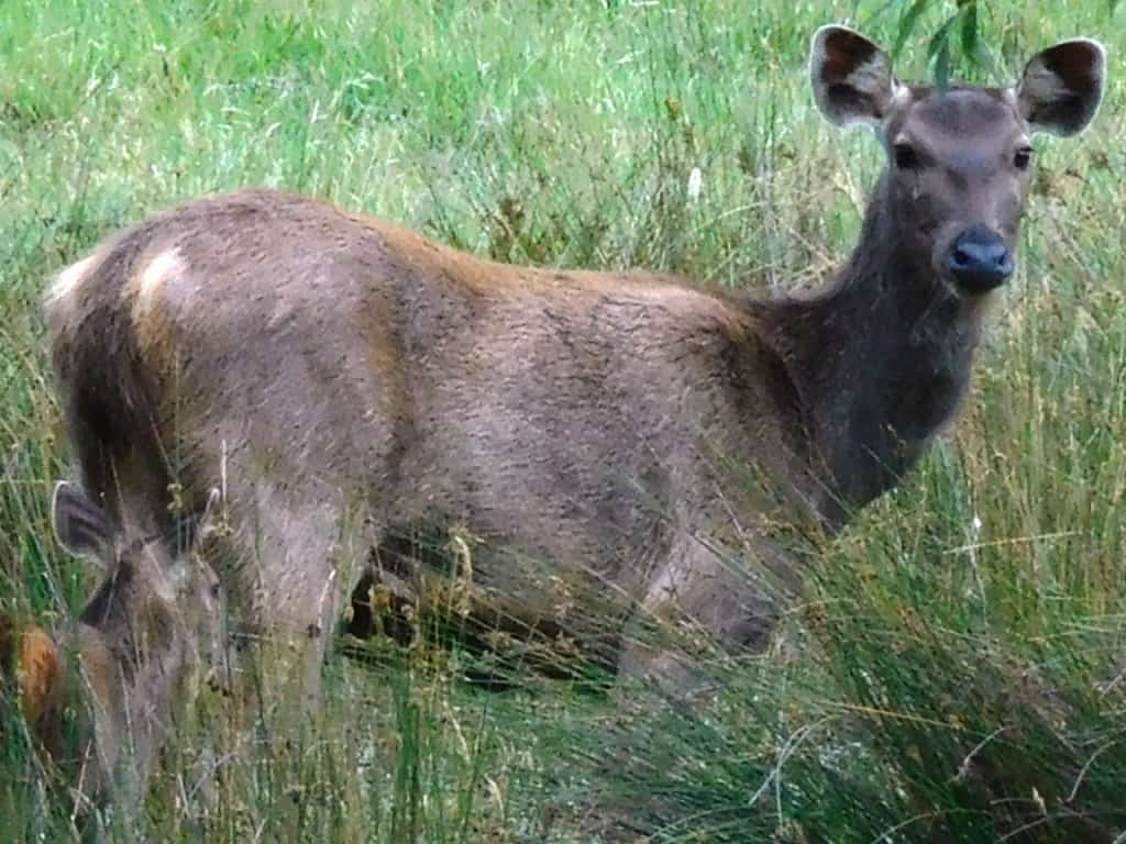 Lightest hotsell hunting pack