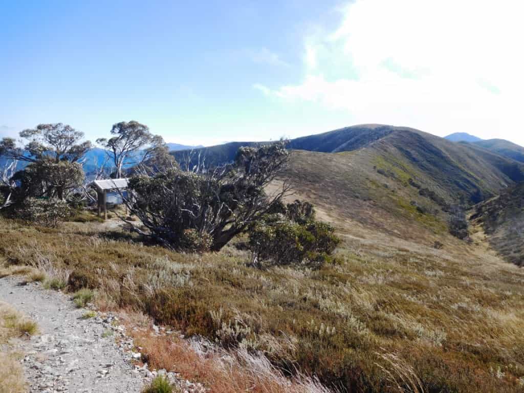 Feathertop